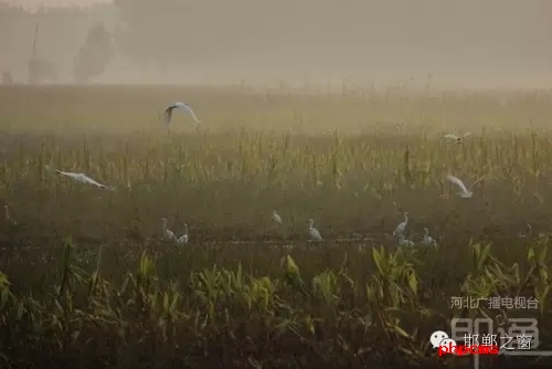 連日來(lái)，一群約有40只的白鷺棲息在邯鄲廣平縣東張孟鄉(xiāng)附近的一片玉米田地里。時(shí)而戲耍，時(shí)而自由自在地飛翔，它們描繪了一幅自然秀美的田園風(fēng)景。